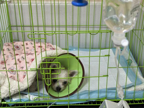 宠物医疗为何频现“糊涂账”？